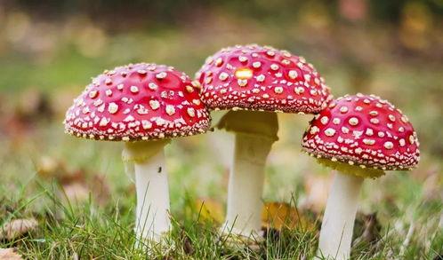 官网黑料吃瓜蘑菇视频